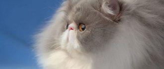 Длинношерстная персидская кошка.