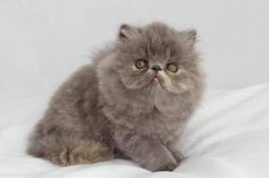 Длинношерстного экзотического кота практически невозможно отличить от перса