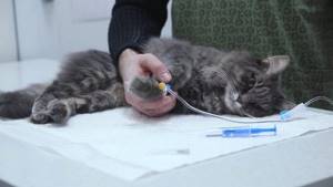 Длительность пребывания кота в клинике зависит от его состояния здоровья и от возможностей хозяина