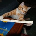 до какого возраста растут коты британцы