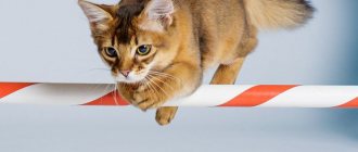 Cat training