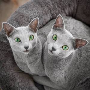 Две русских голубых кошки.