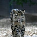 Дымчатый леопард читайте статью