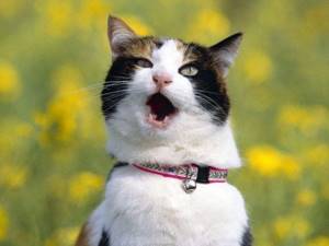 Дышать с открытым ртом кошачьи могут по вполне обычной причине