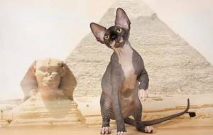 Египетские имена для кошек и котов читайте статью