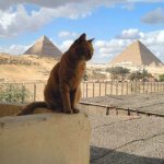 Египетские клички для кошек и котов
