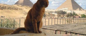 Египетские клички для кошек и котов