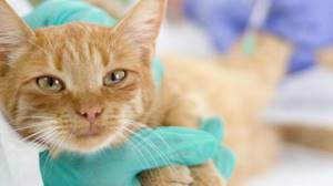 эклампсия у кошек после родов лечение