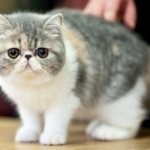 Экзотическая короткошерстная кошка - настоящий чеширский кот