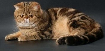 Экзотическая короткошерстная кошка - настоящий чеширский кот