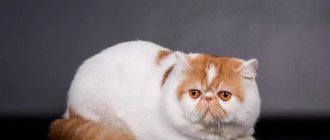 экзотическая кошка бело-рыжая