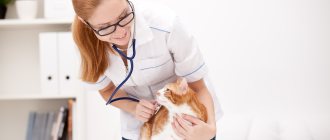 Эндометрит у кошки