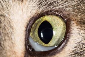 Энуклеация глазного яблока у кошки