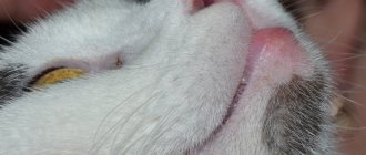 Эозинофильная гранулема у кошек