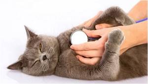 Если у вашей кошки появились булькающие звуки в области грудной клетки, затрудненное дыхание с хрипом или кашель - немедленно отвезите ее в ветеринарную клинику