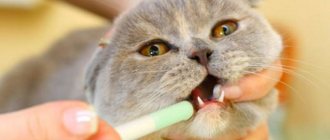 Essentiale for cats instructions for use