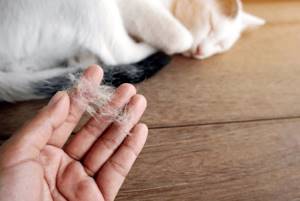 Естественные причины выпадения шерсти у кошек