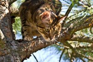 Европейская кошка — потомок кошек, которые первыми поселились рядом с человеком