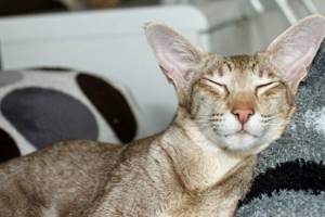 Фото кота ориентальной породы