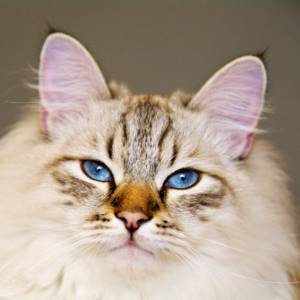Фото невской маскарадной кошки.jpg