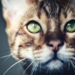 photo from website: catspaw.ru