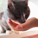 Фталазол для кошек - инструкция по применению, состав, дозировка