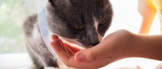 Phthalazol for cats - instructions for use, composition, dosage