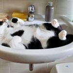 Где оставить кошку на время отпуска