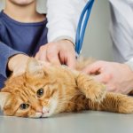 Гельминтоз (заражение глистами) у кошки