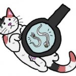 Гельминты у кошки