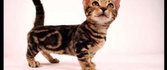 genet