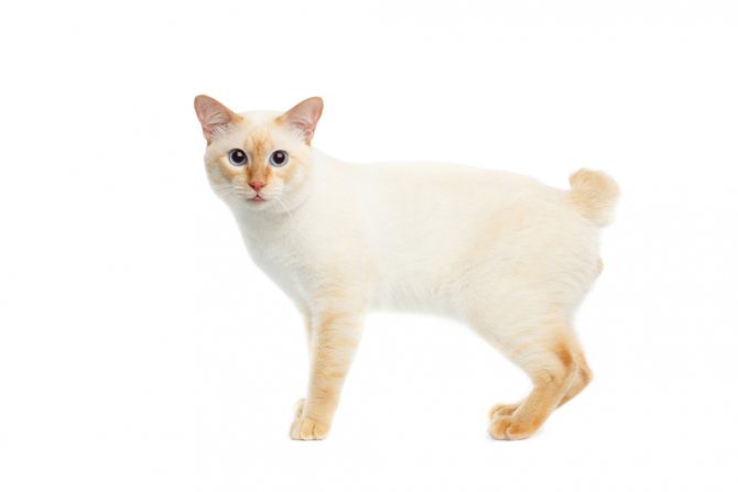 Гибридная порода кошек без хвоста Особенности породы кошек без хвоста