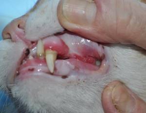 Гингивит зубов у кошек