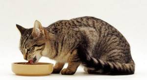 Гипоаллергенные корма для кошек читайте статью
