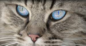 глаукома у кота