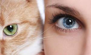 Глаза кошки и человека