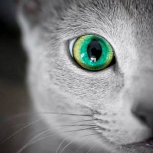 Глаза русской голубой кошки.