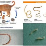 Глисты у кошек