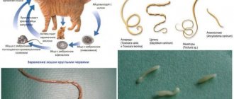 Worms in cats