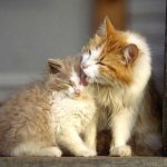 Worms in nightmares - ways of transmitting parasites to kittens