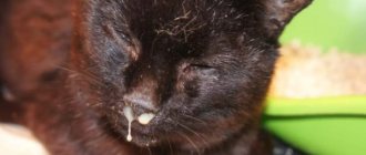 Pus from the nose