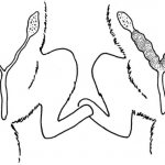 Purulent discharge in cats