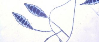 грибки рода Microsporum canis