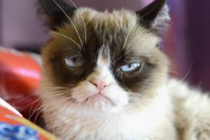 Grumpy Cat (Сердитый кот)
