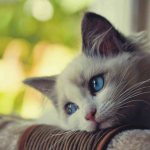 грустный котенок