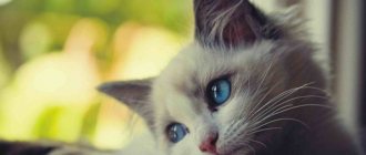 грустный котенок