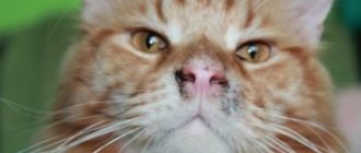 грязный нос у кошки