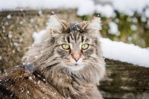 Характер норвежской лесной кошки