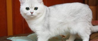 Характеристика британцев