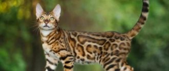 Характеристики породы бенгалов